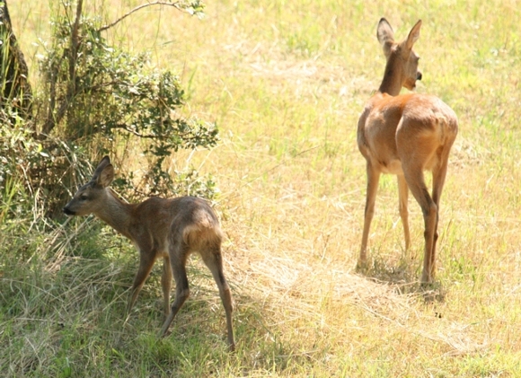 Il Capriolo